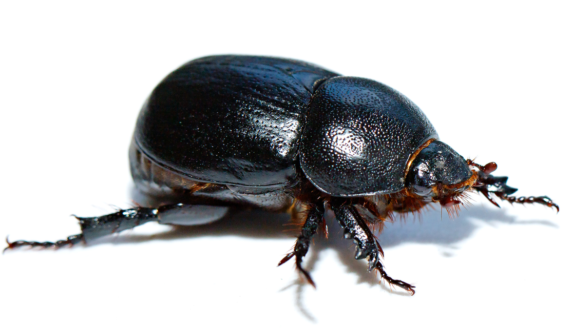 Pentodon idiota - butabogár