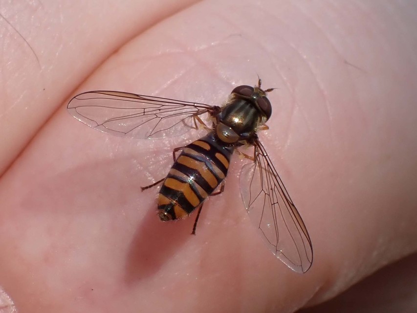 Episyrphus balteatus - ékfoltos zengőlégy Episyrphus balteatus - ékfoltos zengőlégy