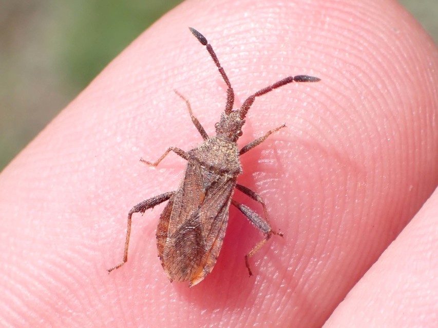 Coriomeris