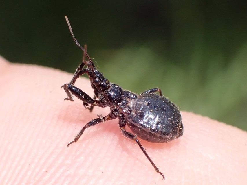 Rhynocoris niger - fekete gyilkospoloska