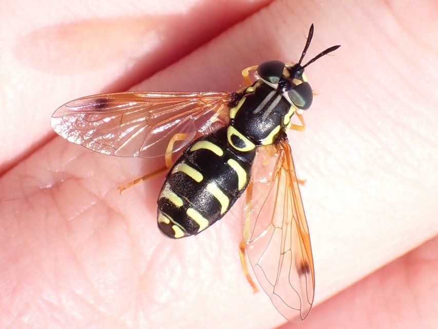 Chrysotoxum