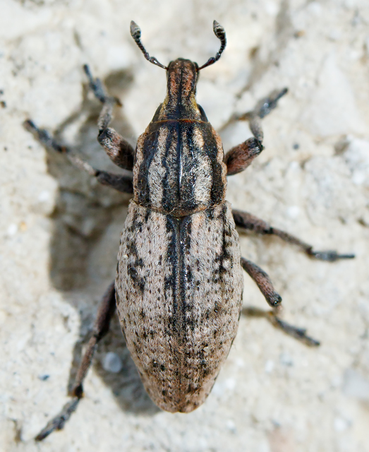 Pseudocleonus cinereus - hamvas barkó