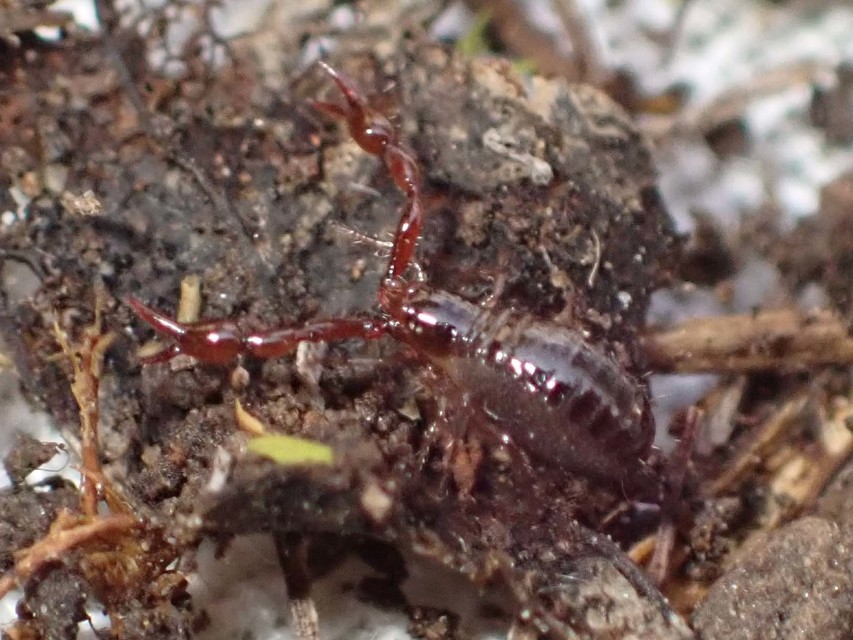 Pseudoscorpionida - Álskorpiók