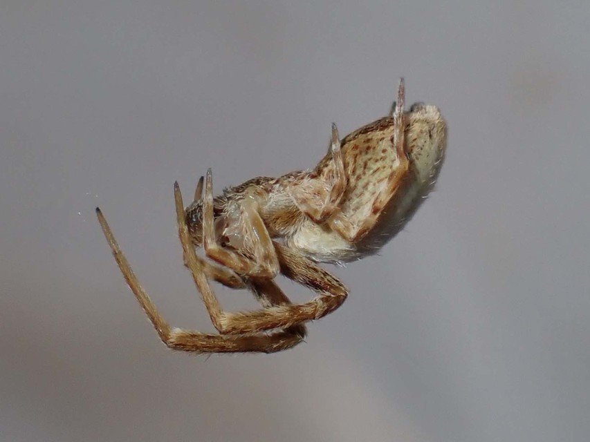 Uloborus walckenaerius - derespók