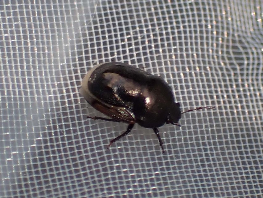 Thyreocoris