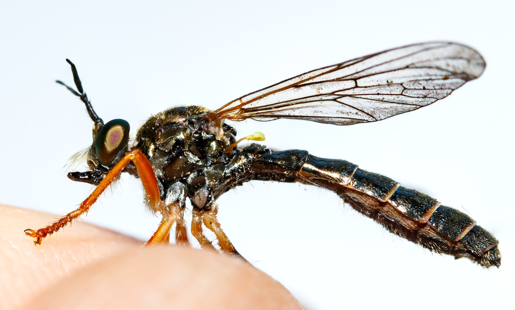Dioctria rufipes