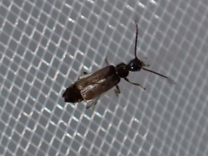 Malthodes