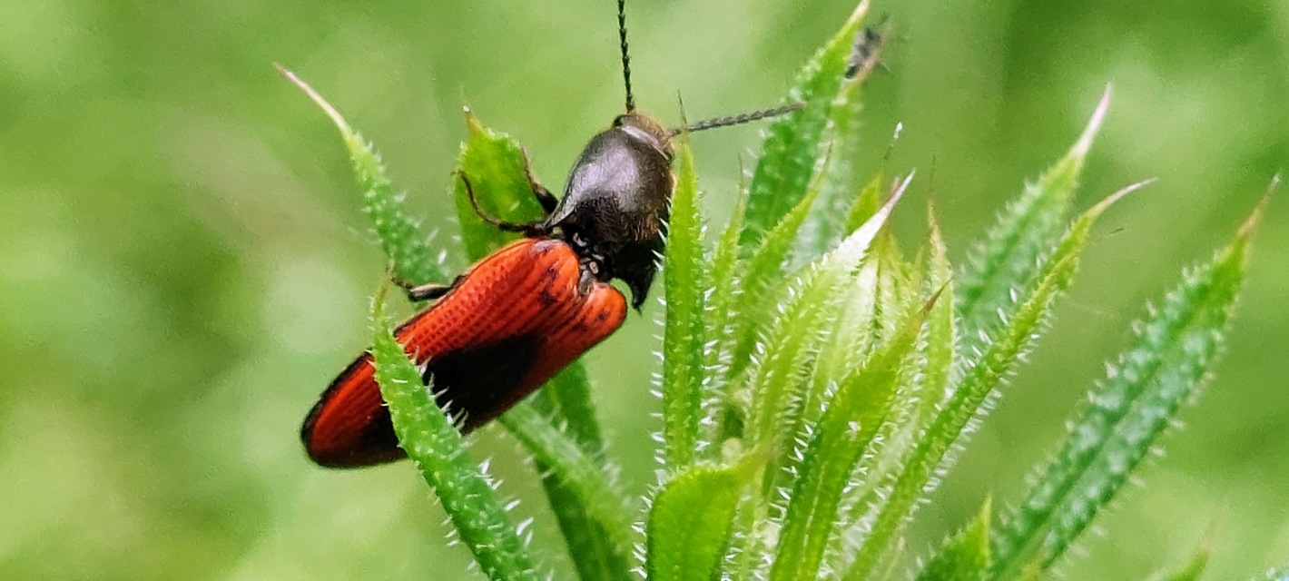 Ampedus sanguinolentus - középfoltos pattanó