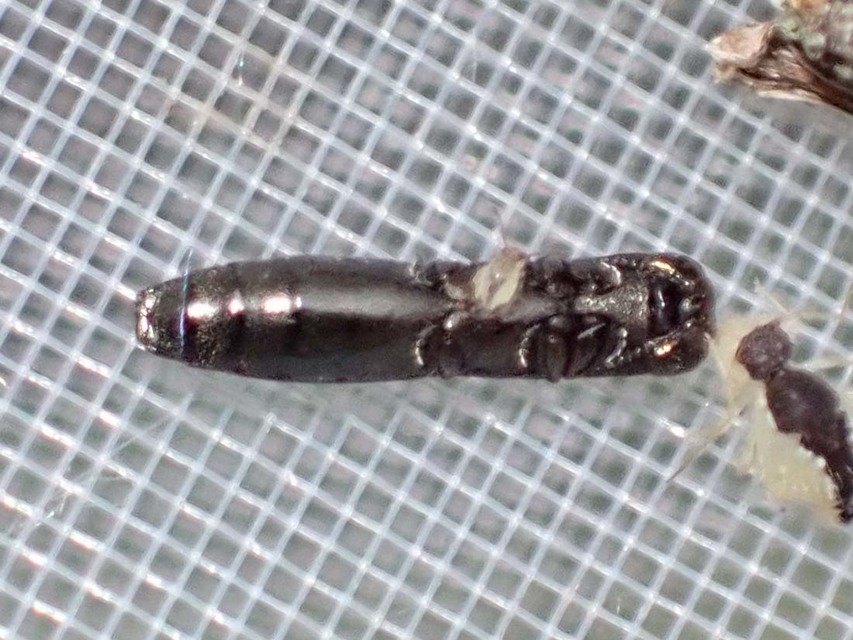 Paracylindromorphus subuliformis - redős hengerdíszbogár
