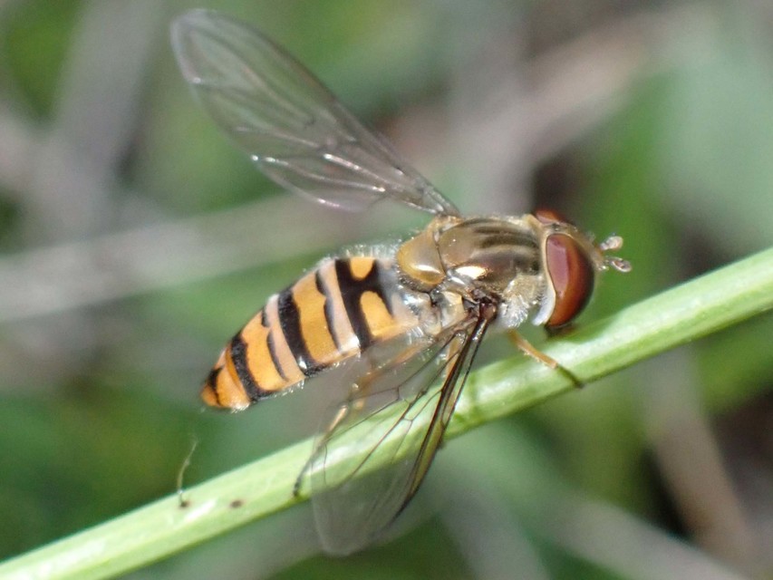 Episyrphus balteatus - ékfoltos zengőlégy Episyrphus balteatus - ékfoltos zengőlégy