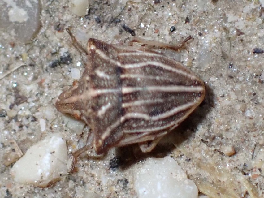 Ancyrosoma leucogrammes - vállas poloska
