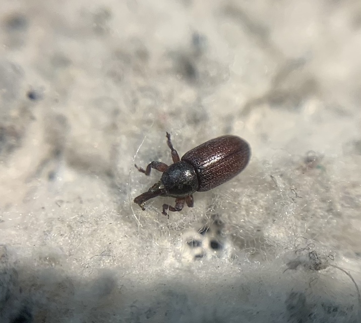 Mecinus collaris - örvös útifűormányos