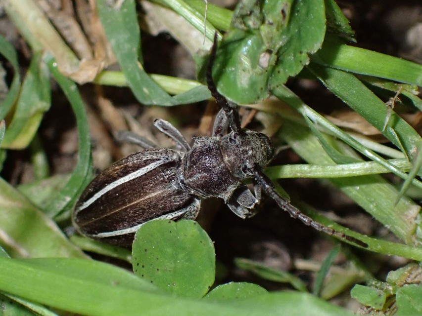 Neodorcadion bilineatum - kétsávos földicincér