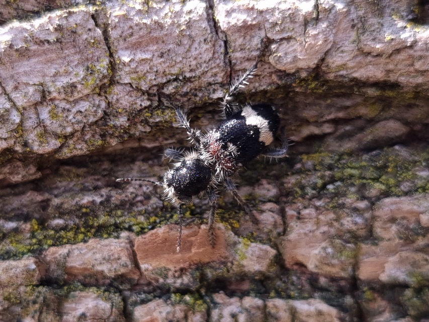 Clerus mutillarius - feketenyakú szúfarkas