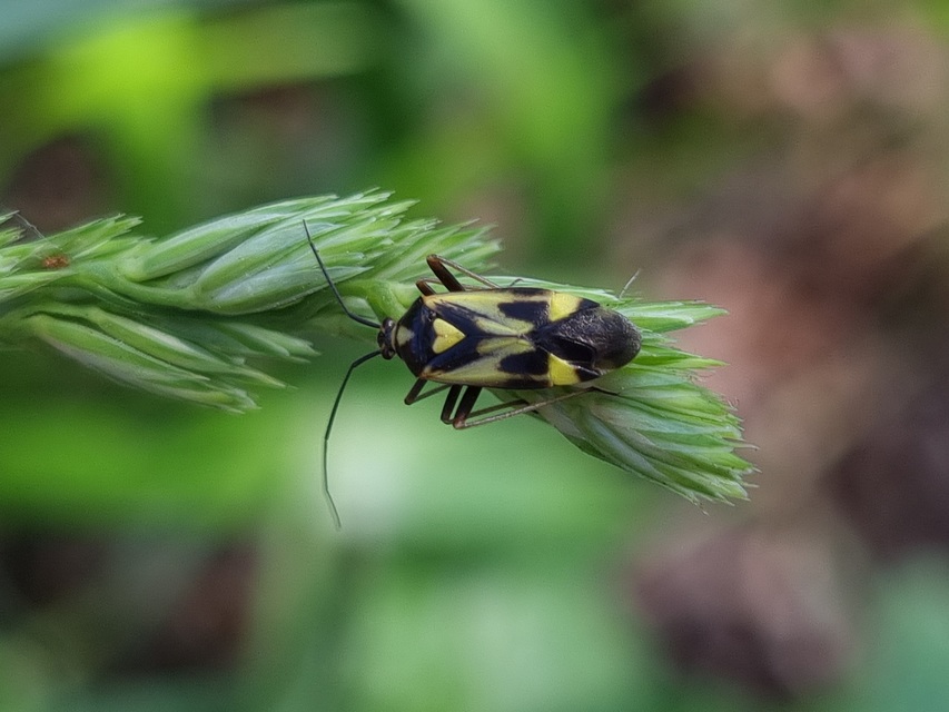 Grypocoris sexguttatus - hatpettyes díszpoloska Grypocoris sexguttatus - hatpettyes díszpoloska