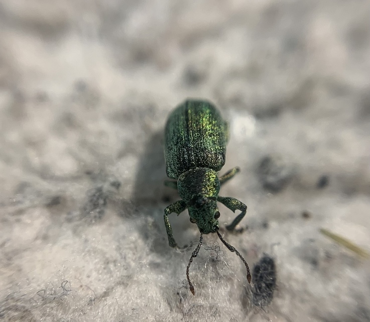 Phyllobius thalassinus - tömpeorrú levélormányos
