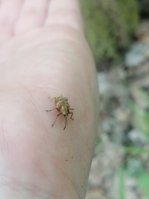 Curculio venosus - tarajos zsuzsóka