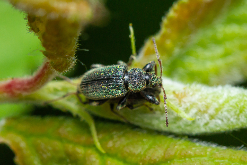 Phyllobius betulinus - változékony levélormányos