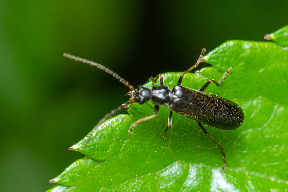 Rhagonycha elongata