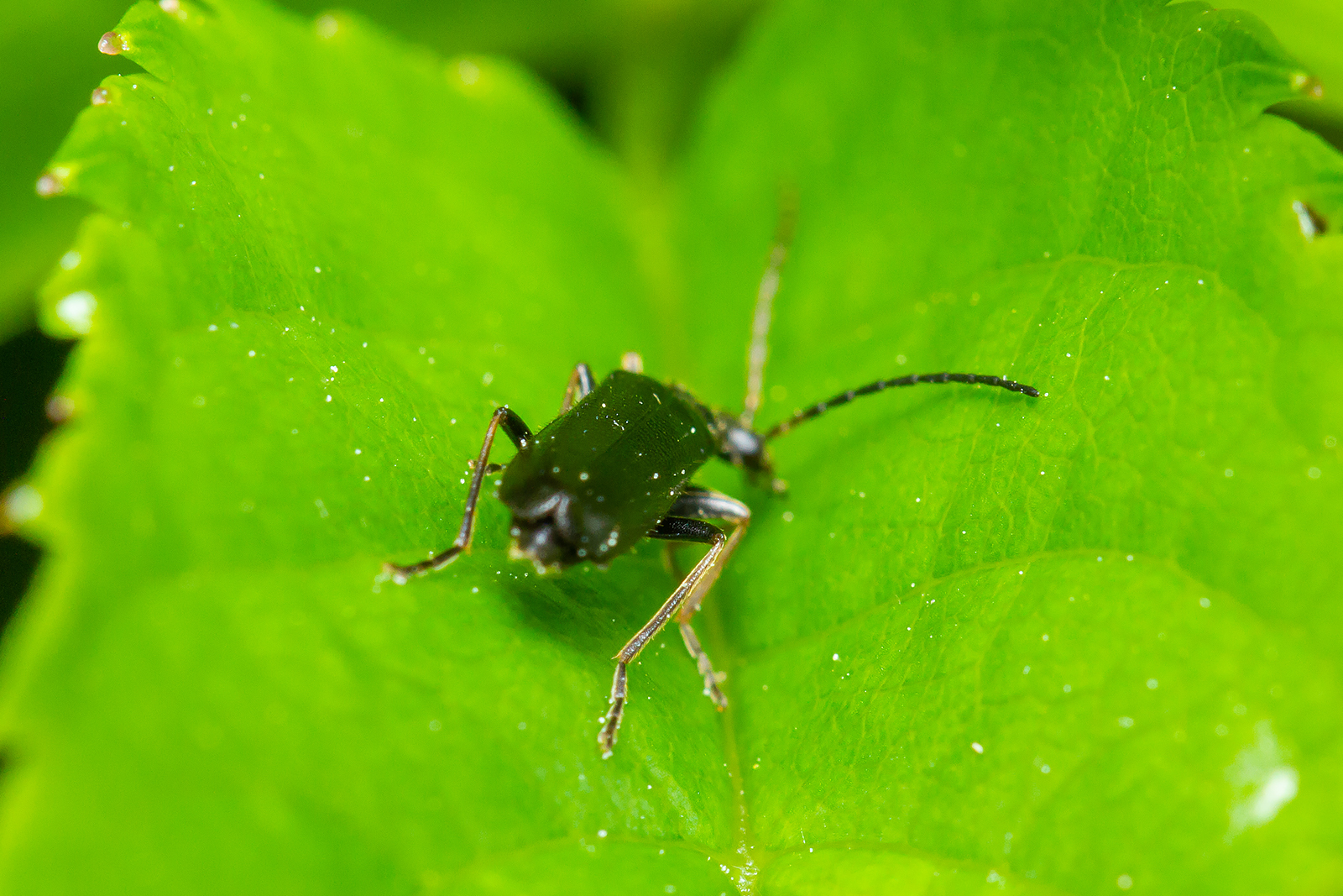 Rhagonycha elongata