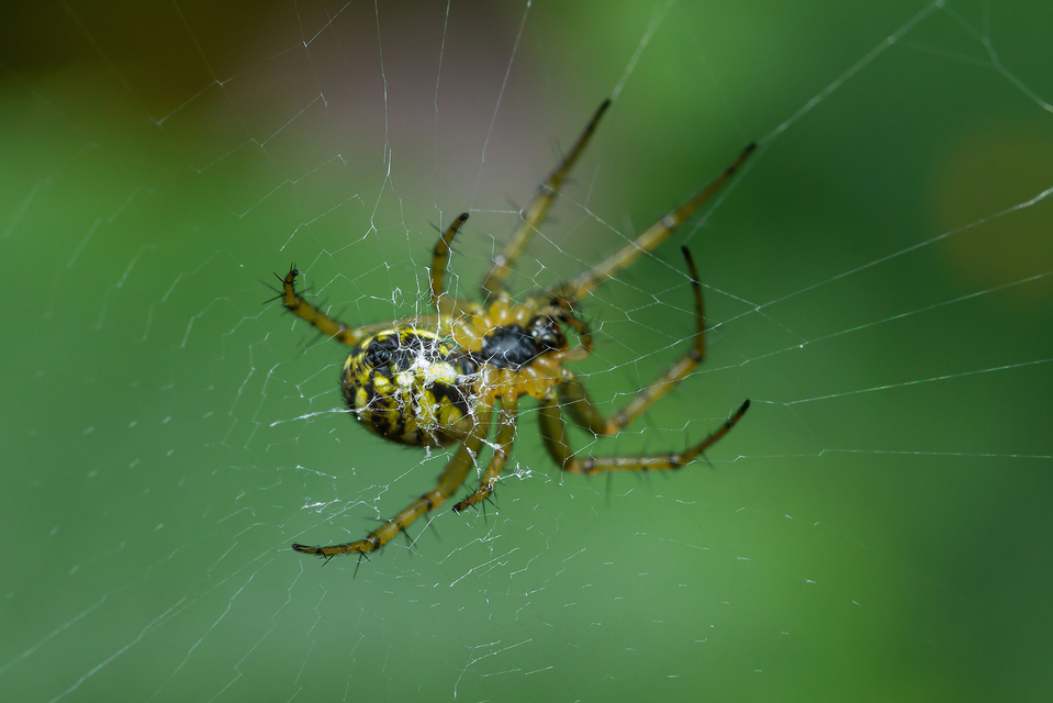 Mangora acalypha - réti keresztespók