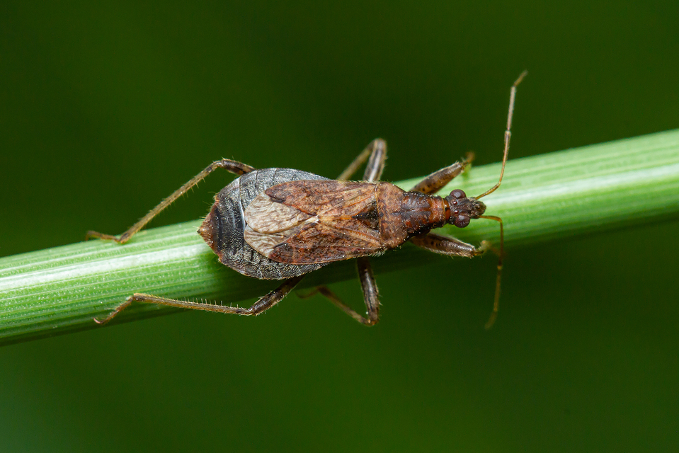 Himacerus