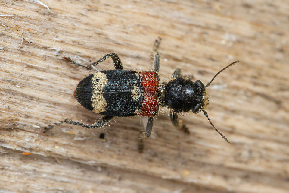 Clerus mutillarius - feketenyakú szúfarkas