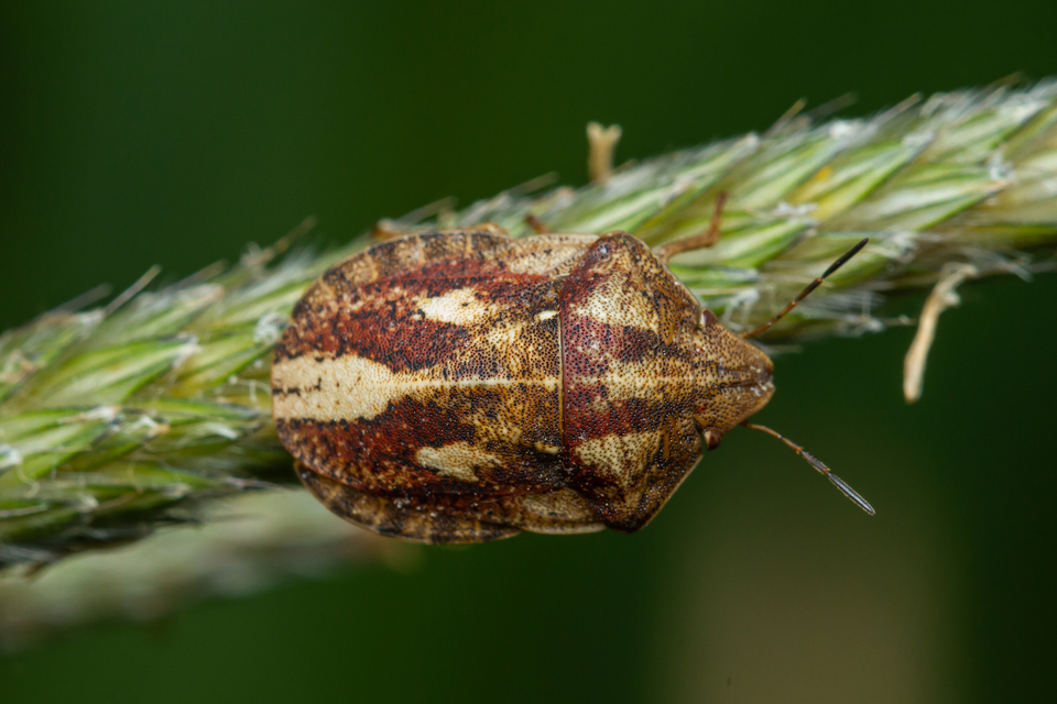 Eurygaster Eurygaster