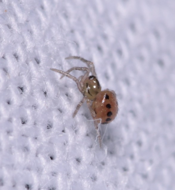 Araniella