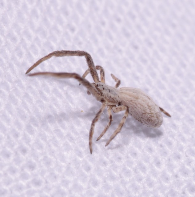 Uloborus walckenaerius - derespók