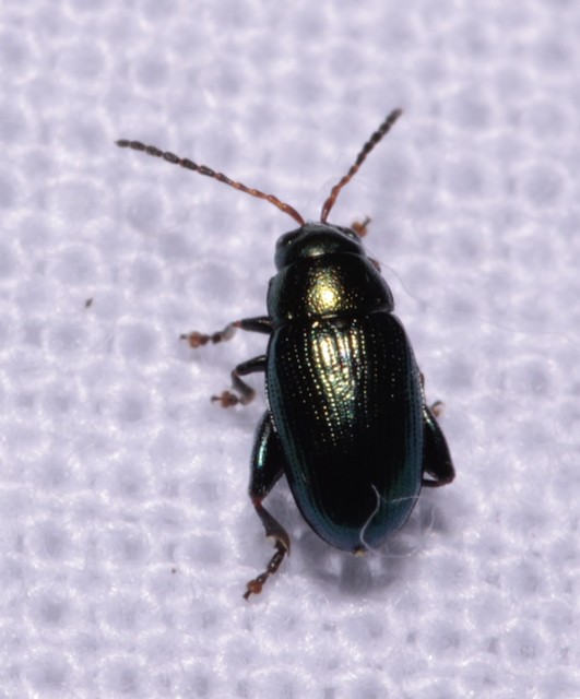 Chaetocnema