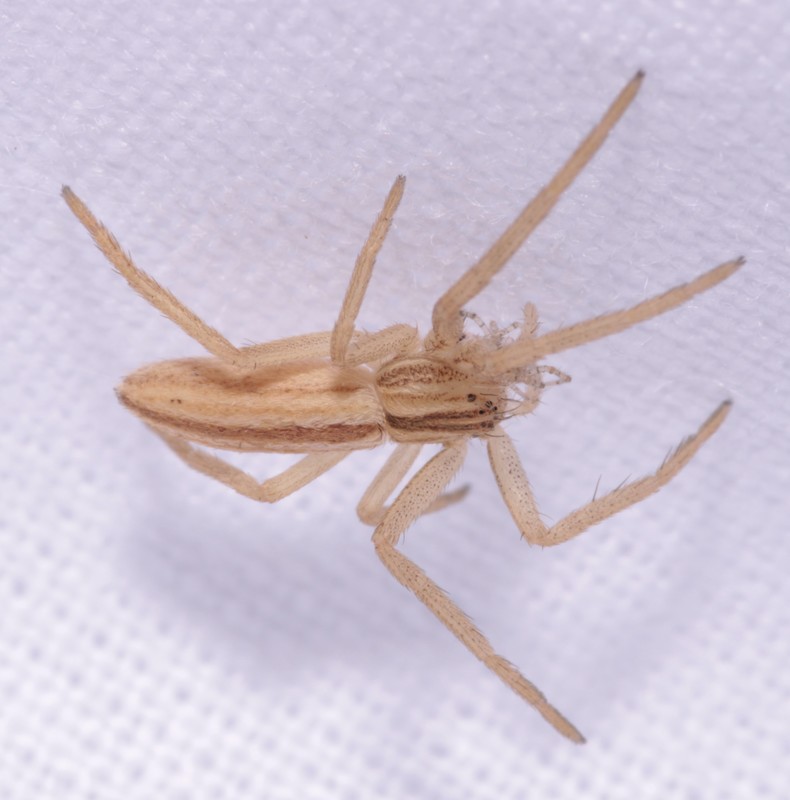 Tibellus oblongus/maritimus