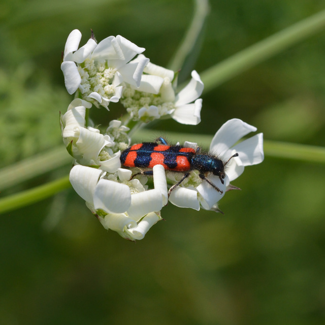 Trichodes favarius - hatfoltos méhészbogár