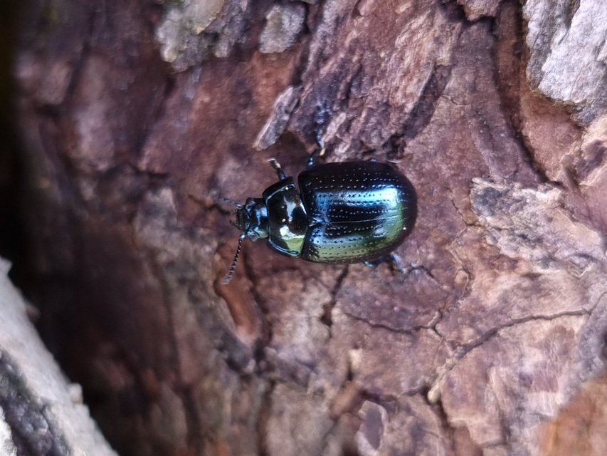 Chrysolina oricalcia - bronzos levélbogár