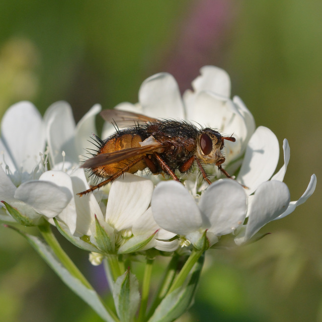 Tachina fera - közönséges fürkészlégy