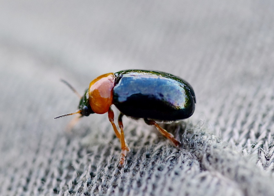 Smaragdina