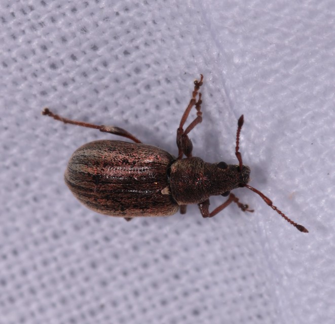 Phyllobius pyri - gyümölcsfa-levélormányos