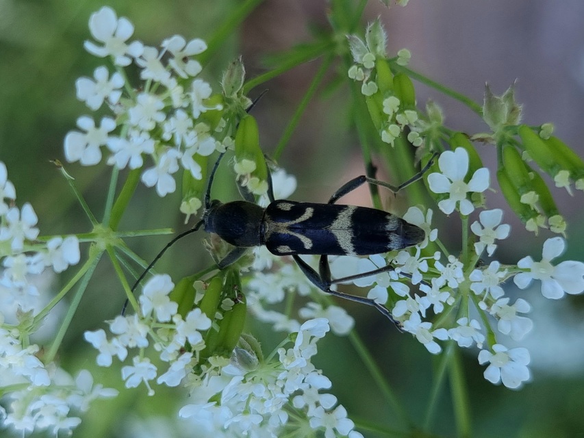 Chlorophorus figuratus - rajzos darázscincér