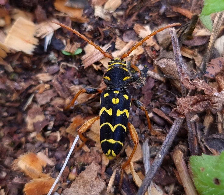 Plagionotus arcuatus - bársonyos darázscincér