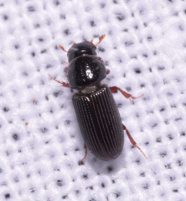 Pleurophorus caesus - hengeres trágyabogár