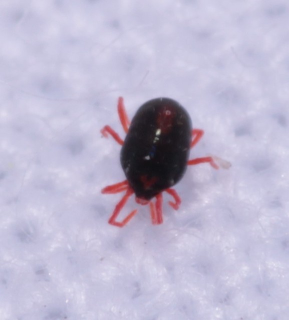 Penthaleus