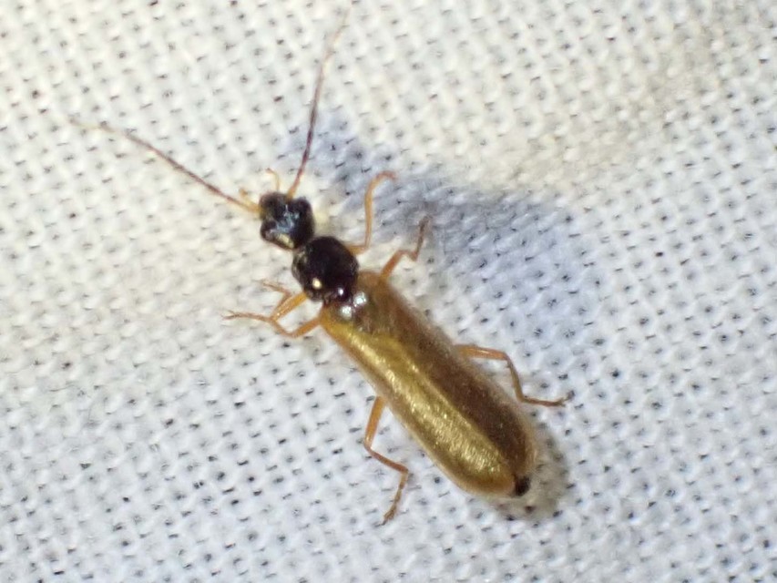 Rhagonycha lignosa - cserjés-lágybogár