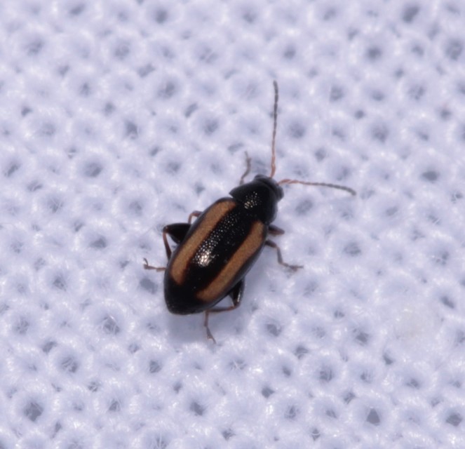 Phyllotreta vittula - muharbolha