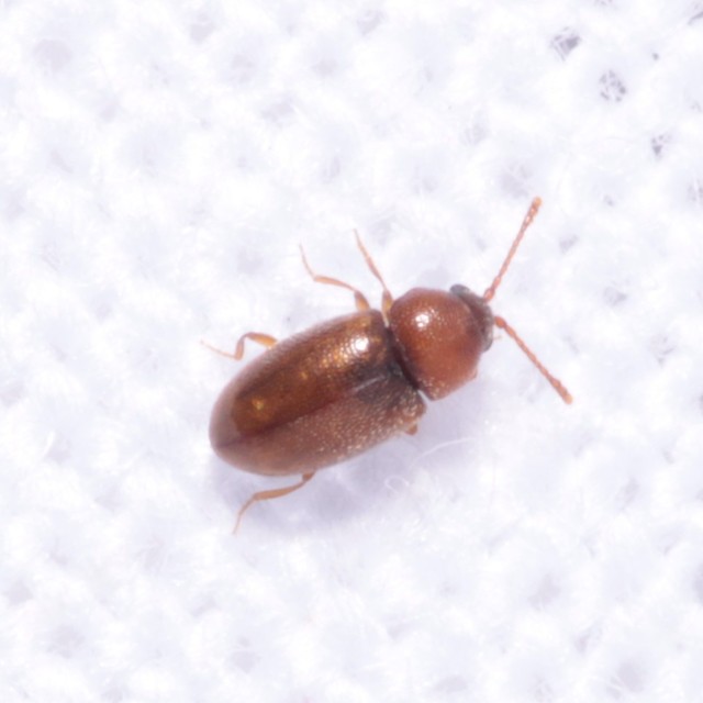 Cryptophagidae - penészbogárfélék