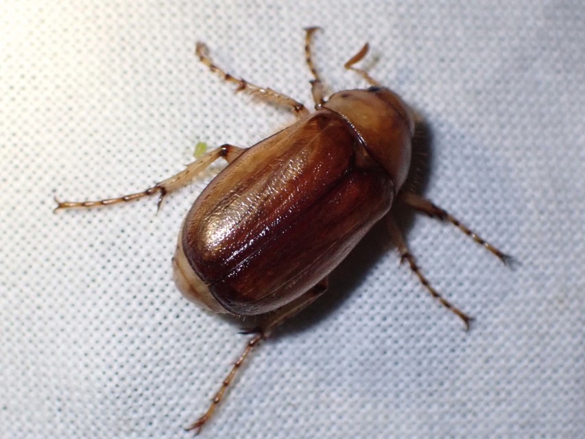 Rhizotrogus aestivus - tavaszvégi cserebogár