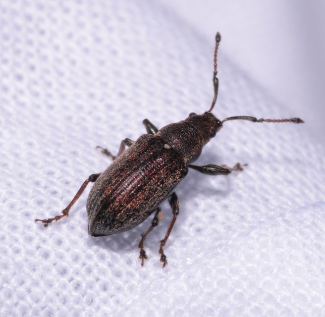 Phyllobius pyri - gyümölcsfa-levélormányos
