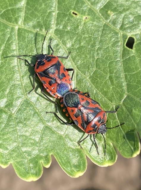 Eurydema ventralis - káposztapoloska