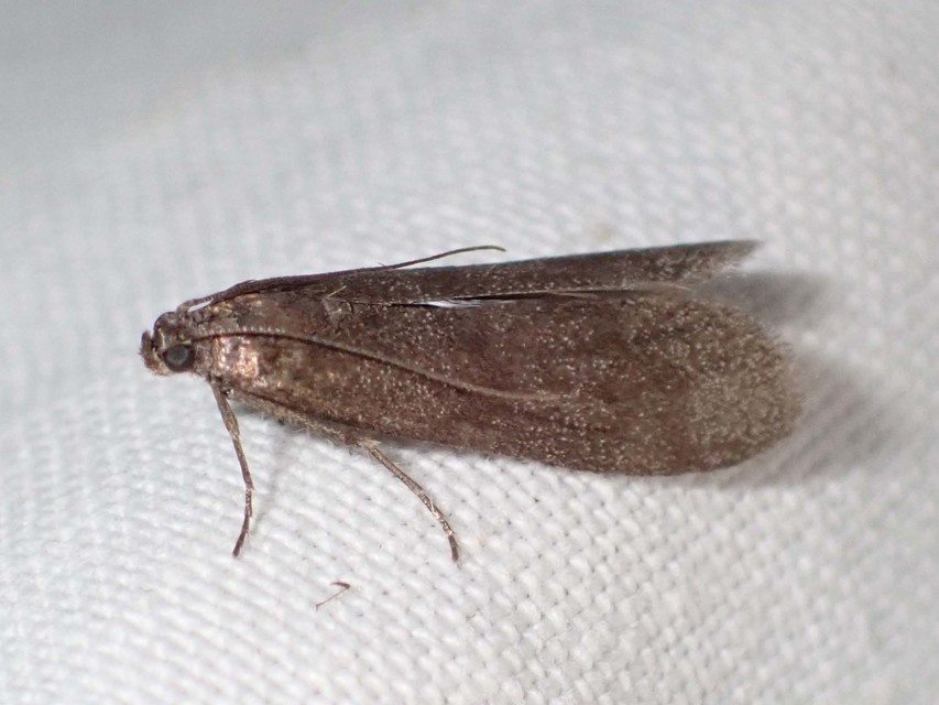 Episcythrastis tetricella - tavaszi karcsúmoly
