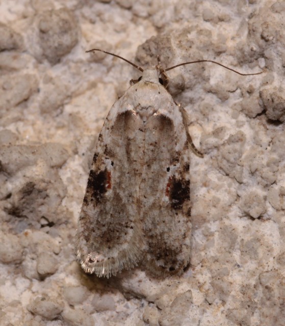 Agonopterix alstromeriana - bürök-laposmoly