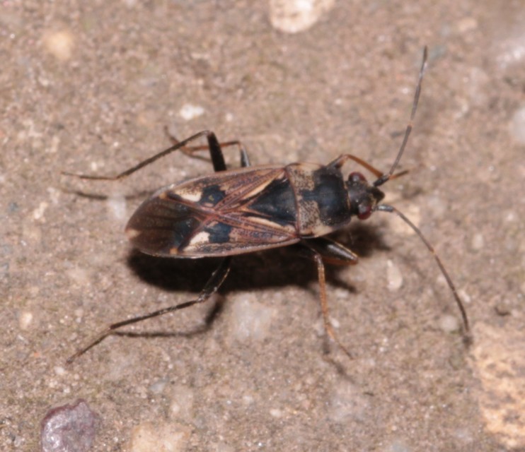Rhyparochromus vulgaris - közönséges díszesbodobács